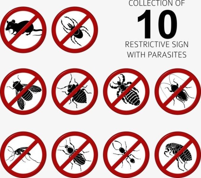 Ant control service